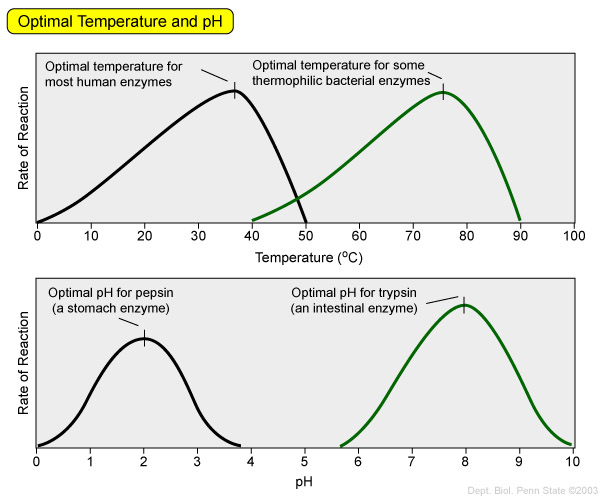 Bio Effect of Temperature on Enzymes